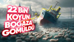 İstanbul Boğazı’nı On Binlerce Şişmiş Koyun Cesediyle Dolduran Müthiş Lübnan Gemisi Felaketi