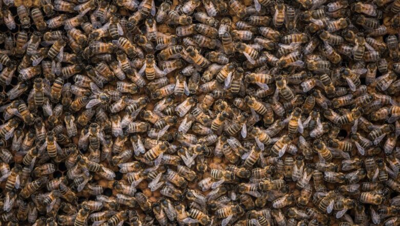  Bilim insanlarını bile şaşkına çeviren taktikler! Buz gibi havada nasıl hayatta kalıyorlar?