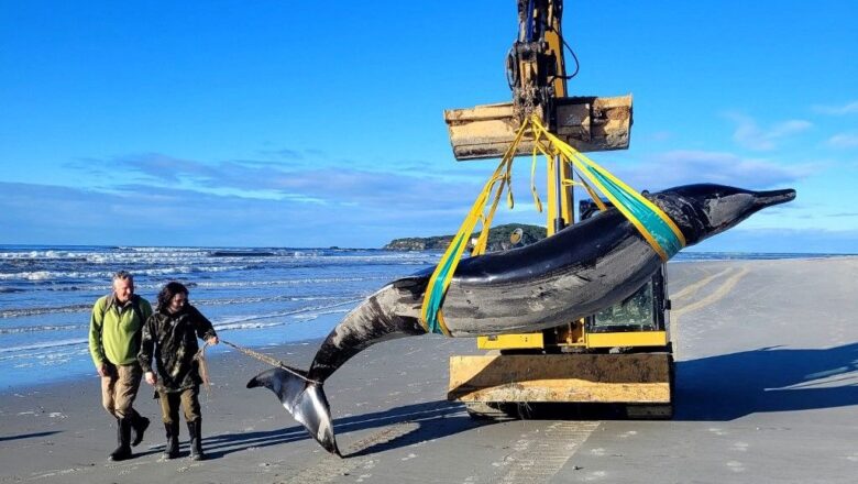  Dünyanın en nadir balinası ilk kez inceleniyor!