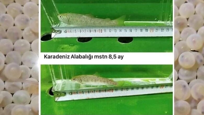  Erzurum’da mutant Karadeniz alabalığı ürettiler! Normal balıklara göre daha hızlı büyüyor