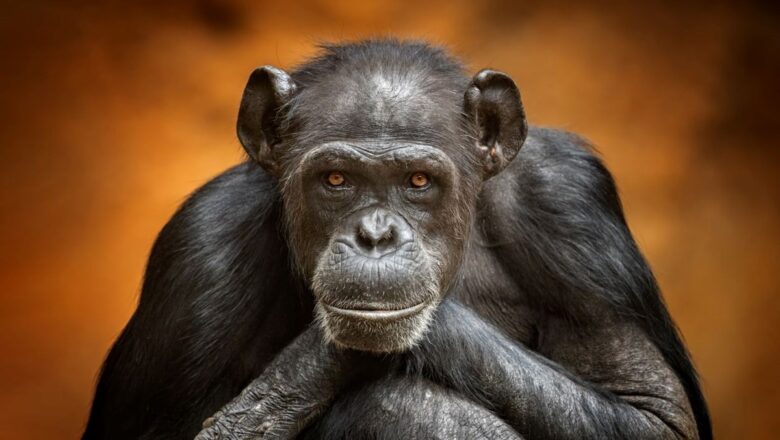  İsteseler konuşabilirler: Maymunlar dil için gerekli altyapıya sahip!