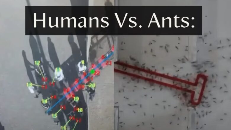  Karıncaların insanlara karşı zaferi: Ekip çalışmasında daha iyiler!