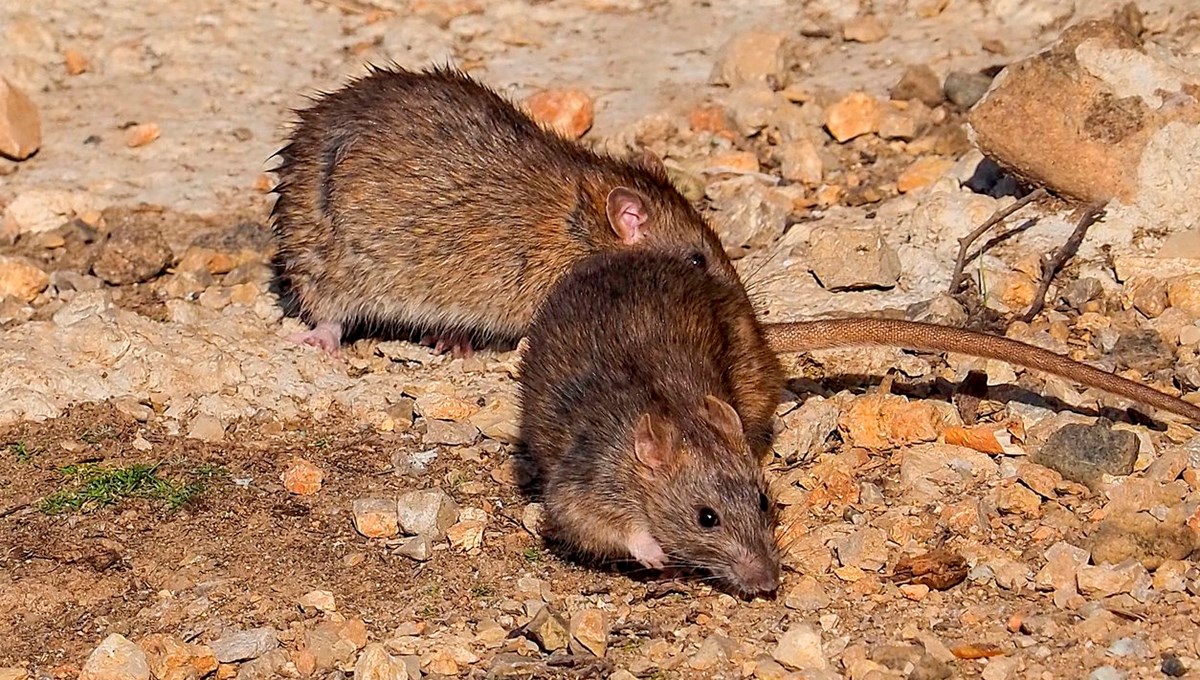 Şehirlerde sıçan artışının nedeni belli oldu