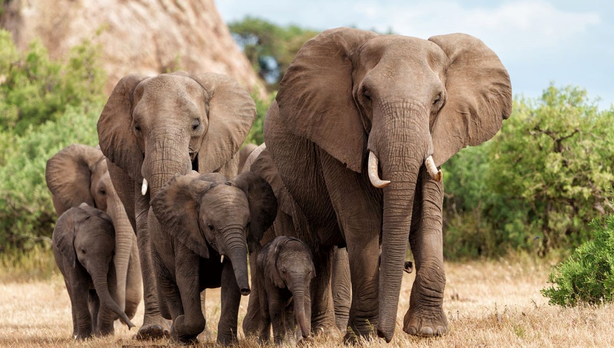 Fil saldırılarına yeni önlem: Takip sistemi devreye sokuldu