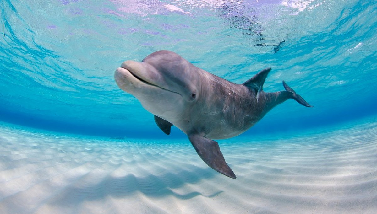 Google’ın yeni yapay zeka modeli: Yunuslarla iletişim kurulabilecek