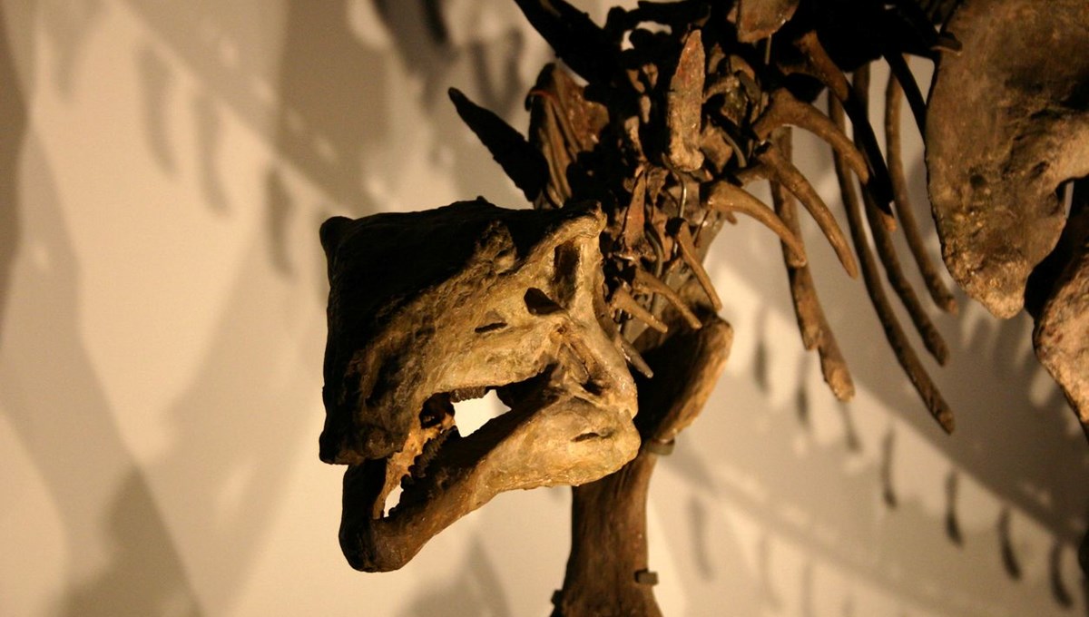 Köpek büyüklüğünde dinozor keşfedildi