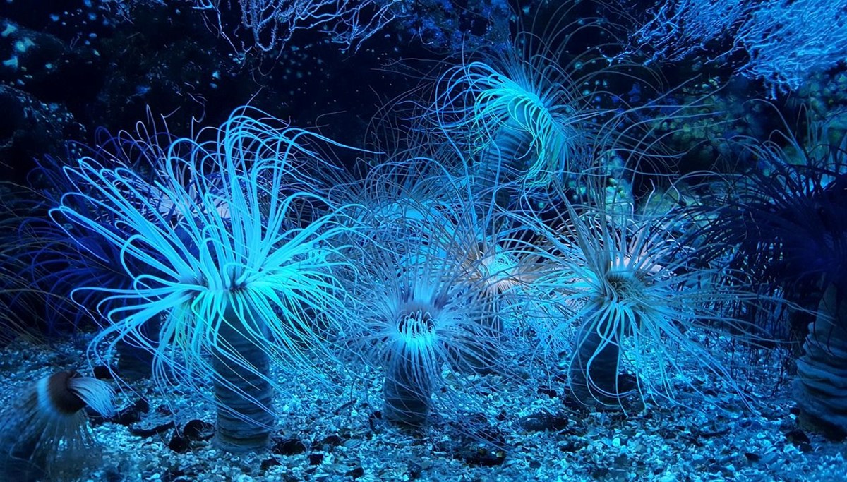 Okyanuslarda yüzlerce “dev virüs” tespit edildi