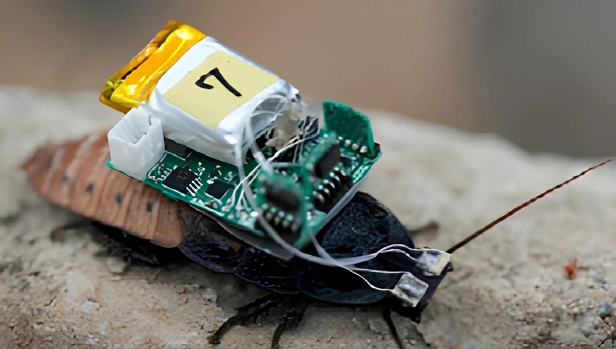 Siborg böcekler çağı geliyor: Hamamböceklerine kask takıldı