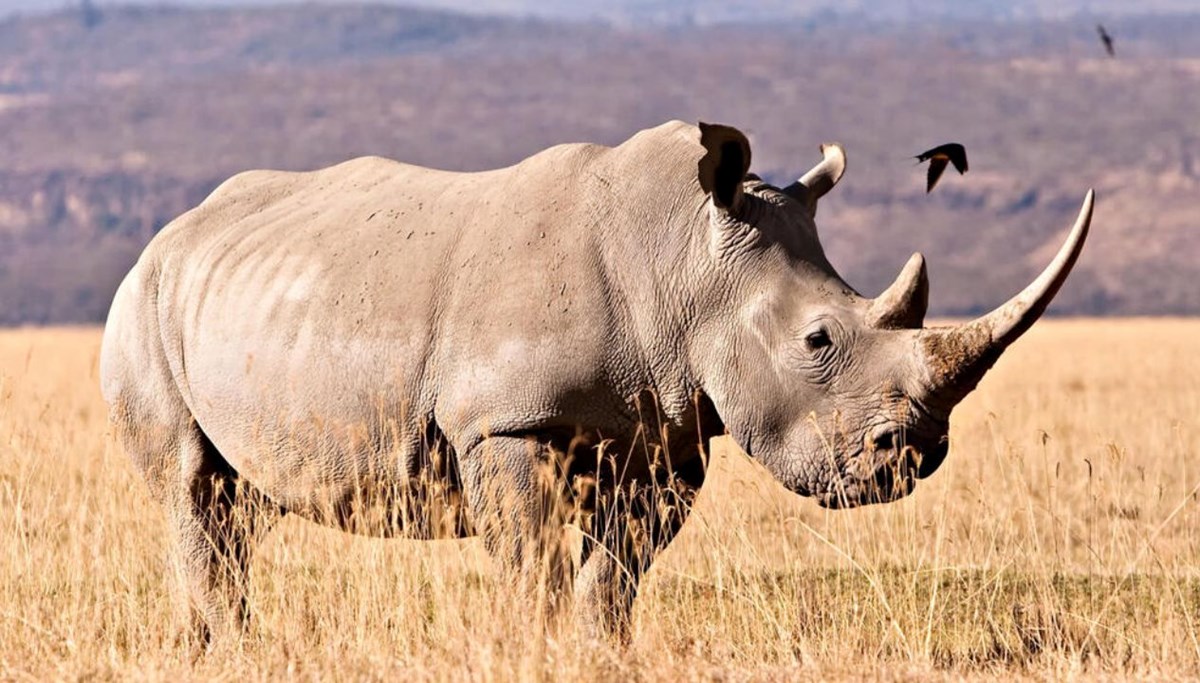 Çığır açıcı adım: 24 milyon yıllık fosillerden protein çıkarıldı