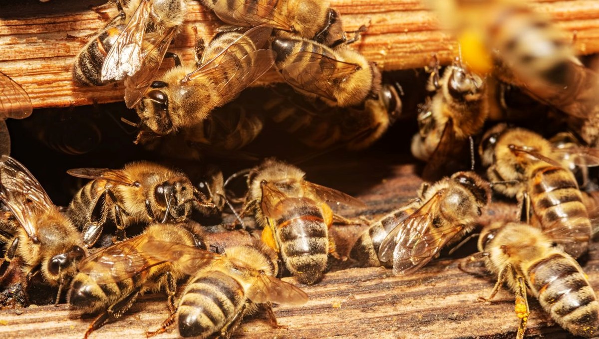 Çin’in yeni silahı: Uzaktan kumandalı casus arılar