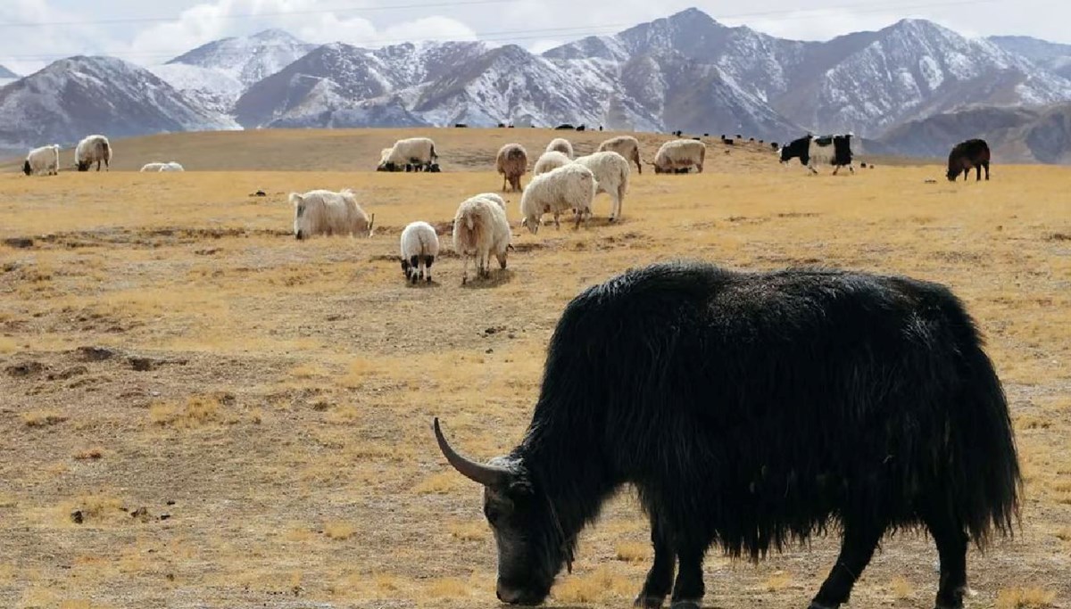 Çinli bilim insanları sezaryenle klon yak dünyaya getirdi