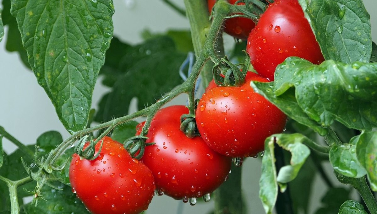 Domatesler milyonlarca yıl geri gitti: “İnsanlarda da yaşanabilir”