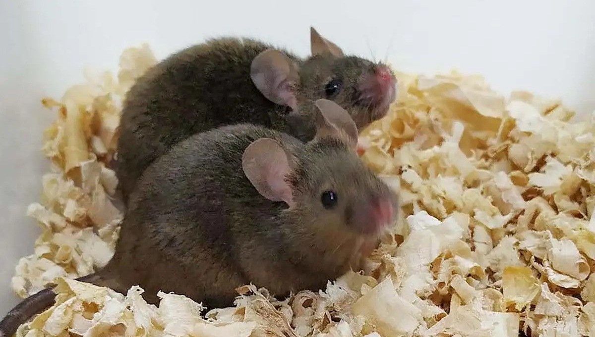 Genetikte devrim: İki babadan dünyaya gelen farelerin yavruları oldu