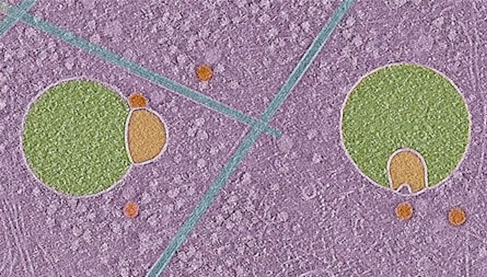 İnsan hücresinde yeni bir yapı keşfedildi: “Kardan adama benziyor”