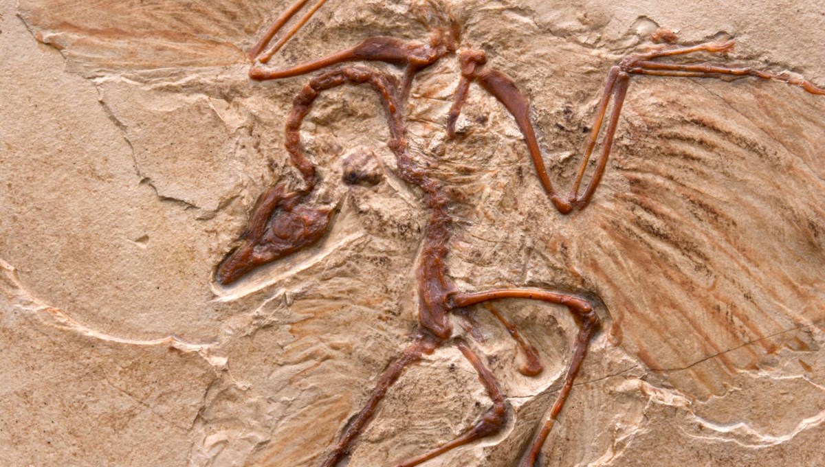 Çin’de yeni bir dinozor türü keşfedildi