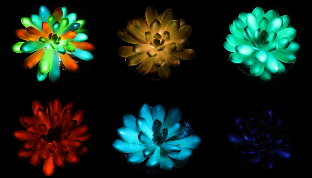 Çinli araştırmacılar “ışık yayan bitki” üretti: Güneş ışığını emiyor