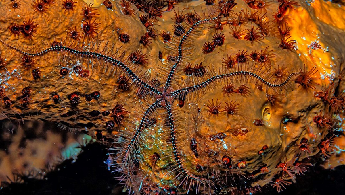 Derin denizlerde gizli bir “süper otoyol” keşfedildi