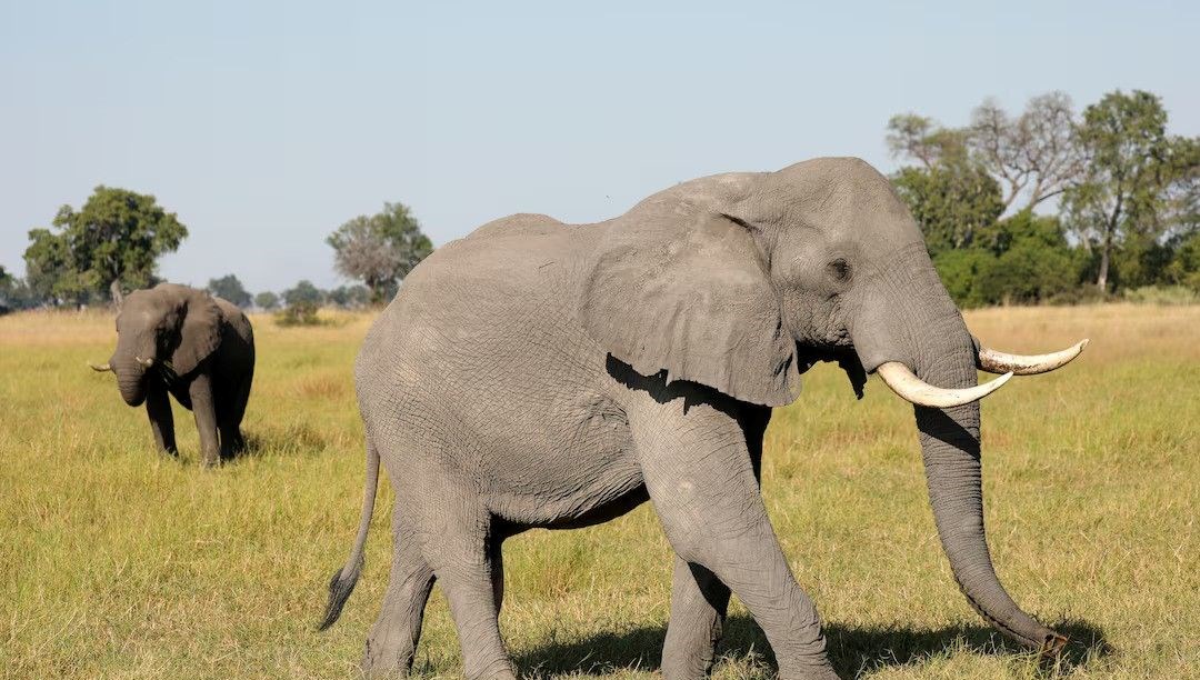 Filler insanlarla yıllardır iletişim kurmaya çalışıyormuş