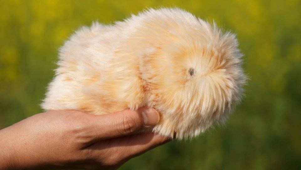 Japonya’da robot hayvan çılgınlığı: “4 milyon kişiliği var”