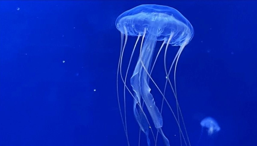 Okyanusta gizemli sınır: Denizanaları geçemiyor