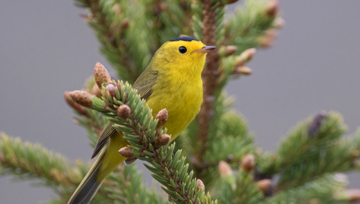 Kuşlar tuhaf davranmaya başladı: “Bu, insanlığa uyarı”