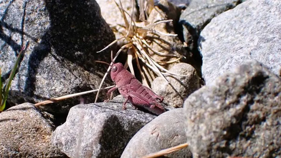 Çok nadir görülen pembe çekirge fotoğraflandı: “Tarih öncesinden kalmış gibi” Çok nadir görülen pembe çekirge fotoğraflandı: “Tarih öncesinden kalmış gibi”