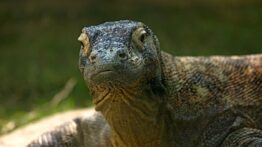 Selanik’te dev “ejder” bulundu