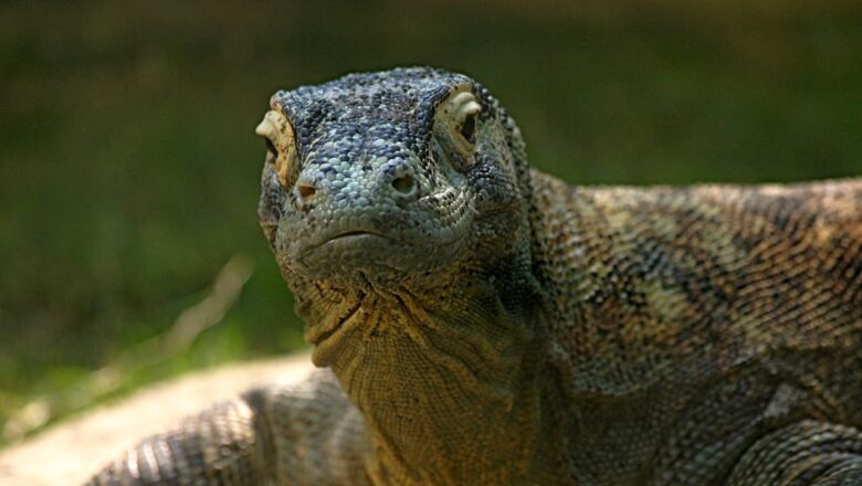  Selanik’te dev “ejder” bulundu