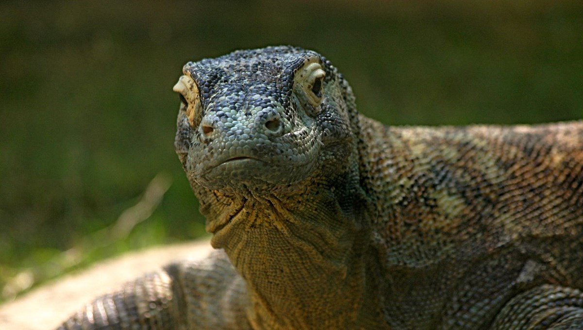Selanik’te dev “ejder” bulundu