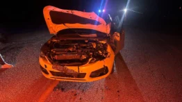 Yola çıkan dana kazaya neden oldu: 2 yaralı