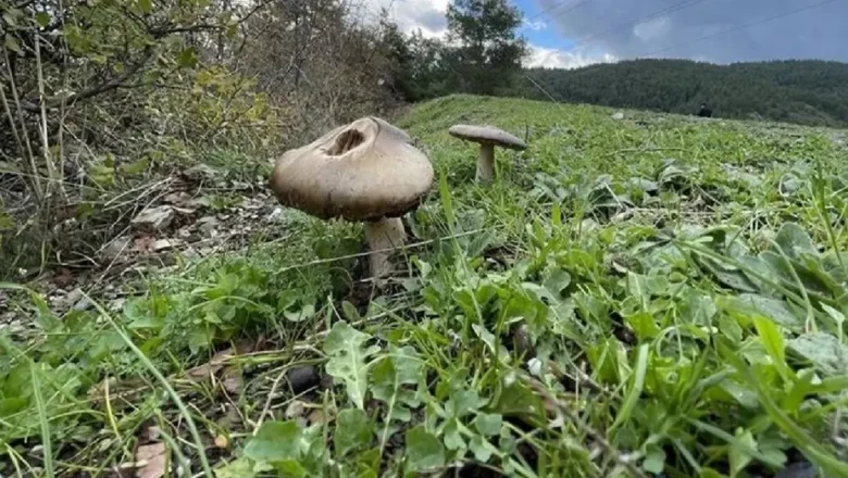  Bilgisayarların geleceği mantarlar. Bilimkurgu gerçeğe dönüşüyor