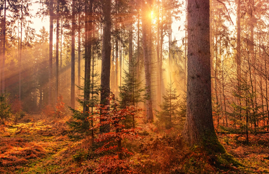 Mevsimlerin senkronize olmadığı ortaya çıktı